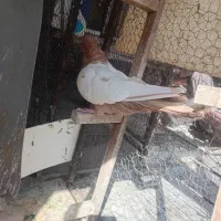 سینه زرد کفتر نر|پرنده|شیراز, تندگویان|دیوار