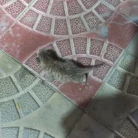 واگذاری گربه