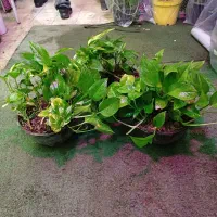 گل پتوس کار تمیزو پربرگ