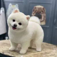 پامرانین وارداتی نر کشش جفت گیری