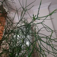 افوربیا تیروکالی سن دار مناسب لابی و سالن|گل و گیاه طبیعی|کرج, فاز ۳ گوهردشت|دیوار