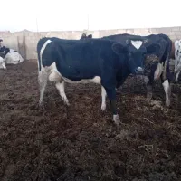 تعداد 40راس گاو شیری