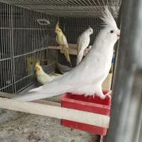 جوجه گرینچیک. عروس هلندی.  سهره قناری.|پرنده|ری, ظهیرآباد|دیوار