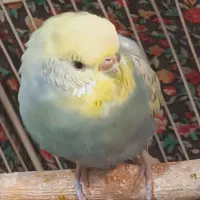 مرغ عشق (رنگین‌کمانی)