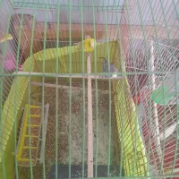 مرغعشق|پرنده|گلپایگان, |دیوار