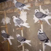 کبوتر کویتی گراف