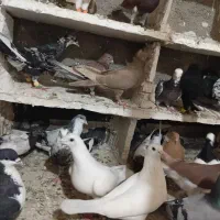 کفتر