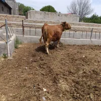 گاو شیری لیموزین