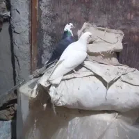 کبوترخونگی|پرنده|خان ببین, |دیوار