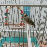 مرغ مینا فروشی