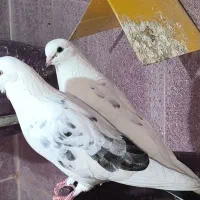 کبوتر پرشی|پرنده|تهران, تهرانپارس غربی|دیوار
