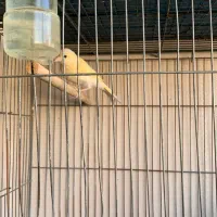 قناری ماده|پرنده|شیراز, شهرک ولیعصر|دیوار