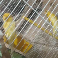 قناری رسمی بلند کشیده  نروماده|پرنده|آوج, |دیوار