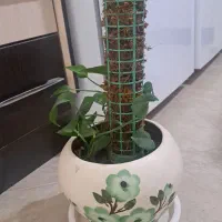 گل طبیعی آپارتمانی