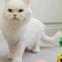 گربه