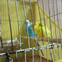 مرغ عشق|پرنده|بم, |دیوار