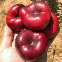 نهال زیتون ومیوه ها