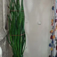 گل سانسوریا