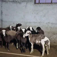 بره پرواری|حیوانات مزرعه|ساری, |دیوار