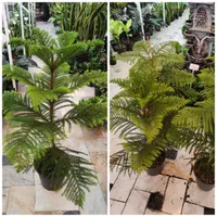 گل آپارتمانی کاج مطبق مطبخ مطبغ پتوس آگلونما دیفن