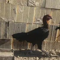 جوجه لاری و مرغ و خروس لاری|حیوانات مزرعه|مشهد, شهید بصیر|دیوار