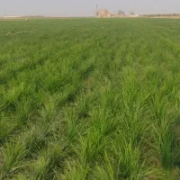 فروش پیاز زعفران