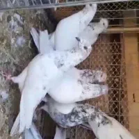 کبوتر چ ضمانتی