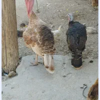 فروش تعدادی مرغ و خروس و یه جفت بوقلمون