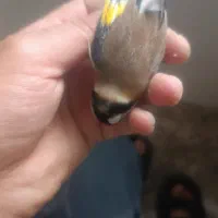 سهره عتیقه تک