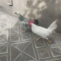 خروس