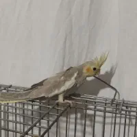 عروس هلندی آهویی|پرنده|محمدیه-قزوین, |دیوار