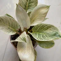 برکین یکی پرطرفداران گلای اپارتمانی