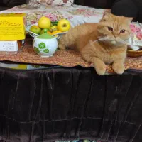 گربه اسکاتیش|گربه|مشهد, رضاشهر|دیوار
