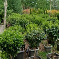 خدمات حرفهای باغبانی و فضای سبز در محیط شما|خدمات باغبانی و درختکاری|تهران, قلهک|دیوار