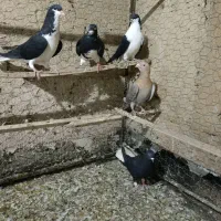 کبوتر پرنده