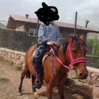 اسب|اسب و تجهیزات اسب‌سواری|طالقان, |دیوار