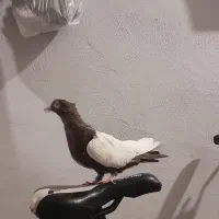 سینه مشکی کاکلی|پرنده|مشهد, نیزه|دیوار