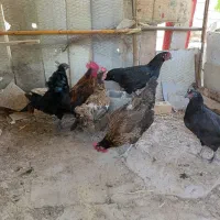 مرغ و خروس