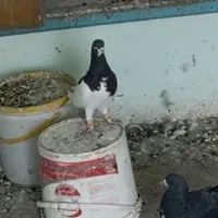 یال سیاه|پرنده|شیراز, بازار|دیوار