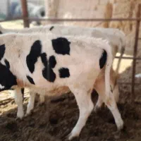 گوساله|حیوانات مزرعه|بردسیر, |دیوار