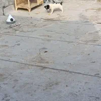 سگ پاکوتاه|سگ|مشهد, موعود|دیوار