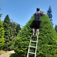 باغبانی و هرس لاوسون و درختان