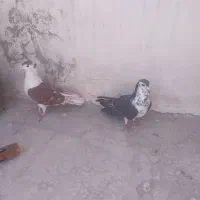 ۲عددپلاس|حیوانات|قم, دروازه ری|دیوار