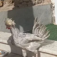 لهستانی|حیوانات مزرعه|اصفهان, زوان|دیوار