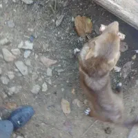 سگ خانگی|سگ|مریوان, |دیوار