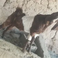 نری چاق|حیوانات مزرعه|نرماشیر, |دیوار