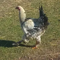 خروس محلی پاپر|حیوانات مزرعه|ویلکیج, |دیوار