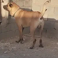 مجموعه سرابی آذربایجان|سگ|تبریز, |دیوار