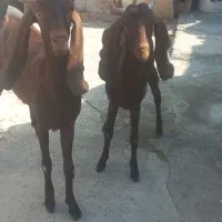 ۲ عدد کولار پاکستانی آبستن تک فروشی دارم