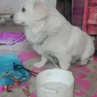 سگ و حیوانات خانگی|سگ|اسلامآباد غرب, |دیوار